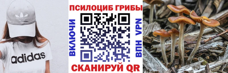 Псилоцибиновые грибы Psilocybine cubensis  магазин продажи   Бабушкин 